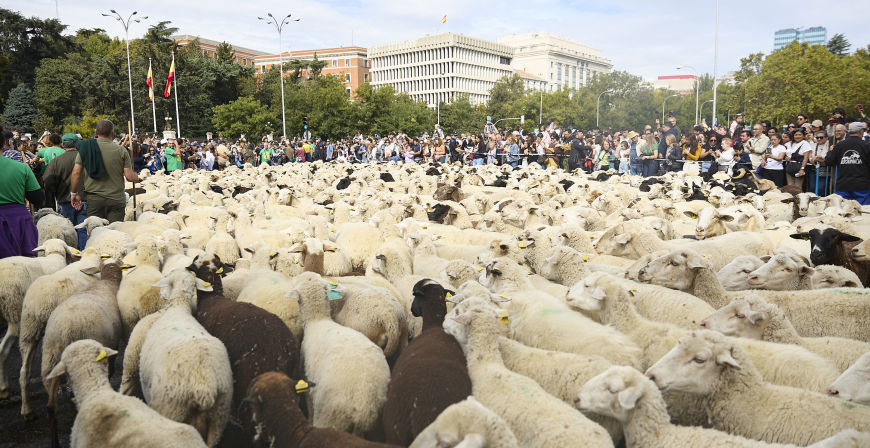 La Trashumancia se reivindica por las calles ms cntricas de Madrid