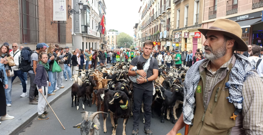 La Trashumancia se reivindica por las calles ms cntricas de Madrid