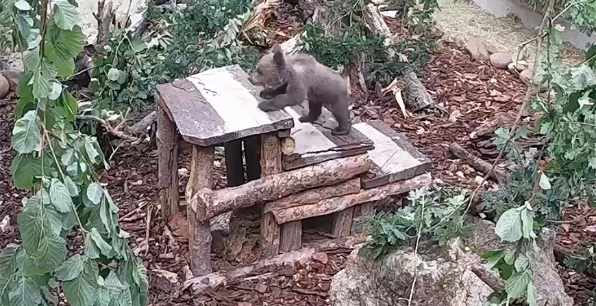 Trasladan a Len al osezno recuperado en el Centro de Fauna Silvestre de Cantabria