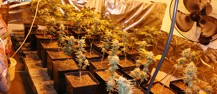 Tres detenidos en Guardo como presuntos autores de un delito por cultivo de marihuana