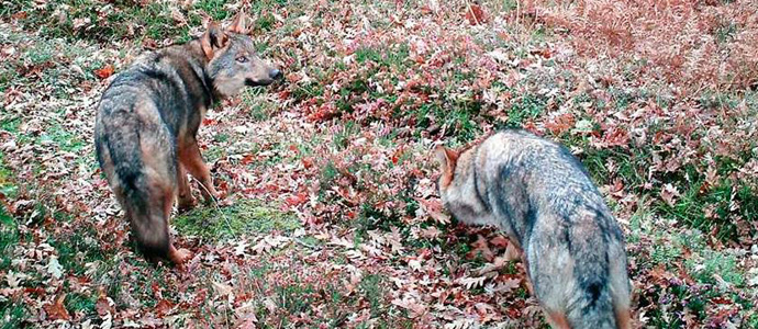 El Tribunal Superior de Justicia de Cantabria avala el control poblacional del lobo