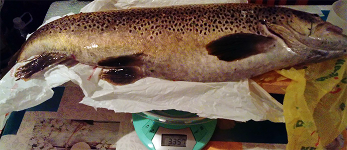 Una trucha de 3,357 kg