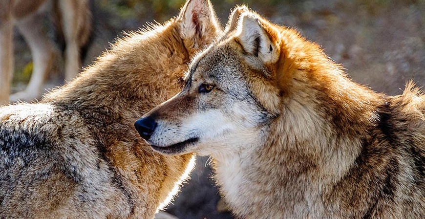 El TSJ deniega la suspensi�n cautelar del Plan de Gesti�n del Lobo solicitada por PACMA
