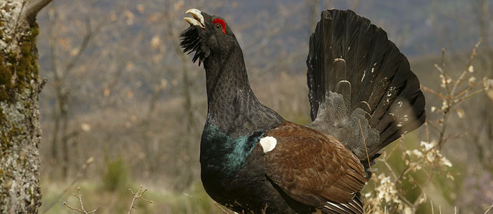 El urogallo recupera su hbitat