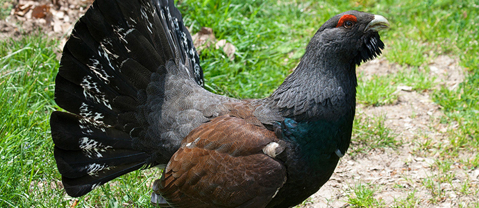 El urogallo sigue en peligro de extincin