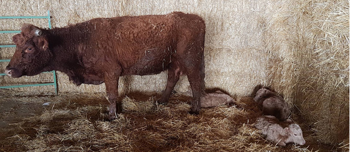 Una vaca alumbra trillizos en La Quintana