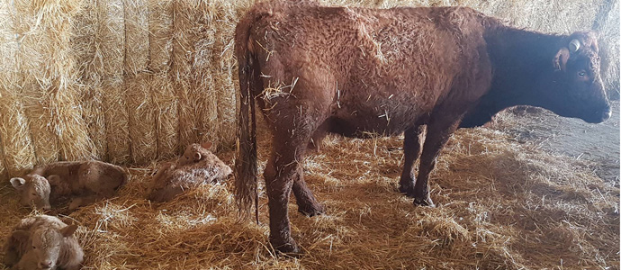 Una vaca alumbra trillizos en La Quintana