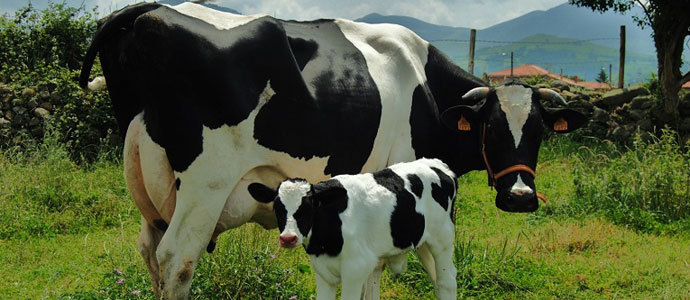 Una vaca frisona cntabra produce ya de media 9.000 kilos de leche por lactacin 