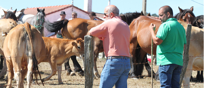 Vacas y caballos en Retortillo