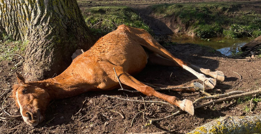 Los vecinos de Bolmir denuncian la presencia de un caballo muerto y abandonado desde hace das junto al casco urbano
