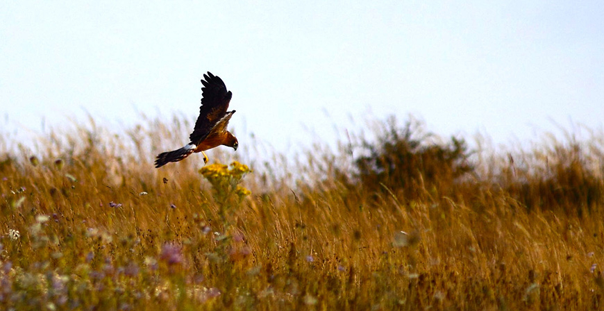 Viento (en el) sur