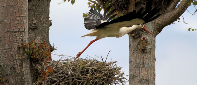 El vuelo de las cigeas