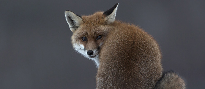 Vulpes vulpes