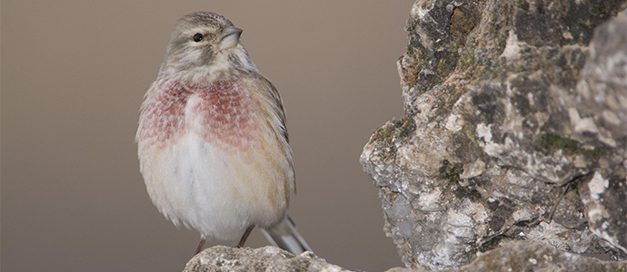 Ya no se podrn capturar aves cantoras en Cantabria 