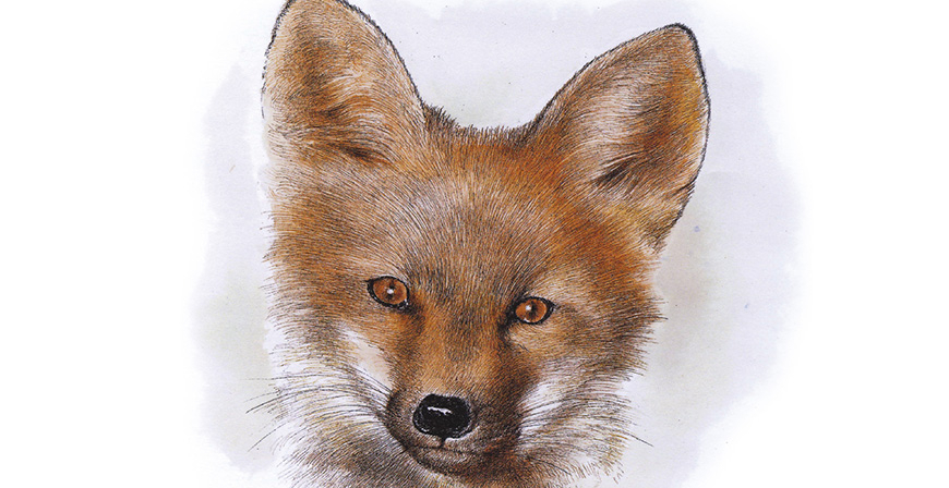 Zorro comn. Vulpes vulpes