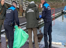 Agentes de Pesca del Gobierno de Cantabria hallan una nutria muerta en una trampa de pesca ilegal