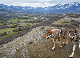 Los ataques de lobo en los cascos urbanos de Campoo de Suso disparan todas las alarmas