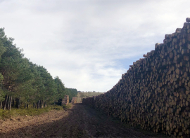 Aprobado el Plan Anual de Aprovechamientos Forestales en Montes de Utilidad P�blica de Cantabria con m�s de 7,6 millones de euros de tasaci�n en madera para 2026