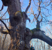 El Ayuntamiento de Reinosa programa una excursin a los robles centenarios de Bustillo del Monte y un taller de micologa