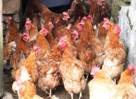 El Ayuntamiento de Las Rozas de Valdearroyo informa a los vecinos sobre la evoluci�n de la gripe aviar