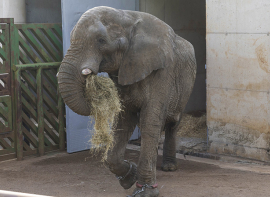 Cabrceno despide a Jums, el macho dominante de la manada de elefantes africanos 