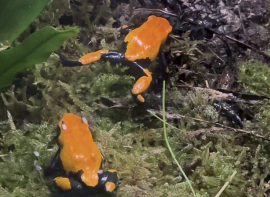 Cab�rceno incorpora dos especies de ranas amaz�nicas a su Reptilario