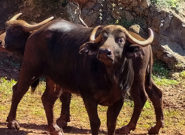 Cabárceno incorpora una nueva especie con la llegada de cinco ejemplares de búfalo cafre 
