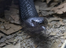 Cab�rceno organiza el 25 de febrero una jornada de concienciaci�n sobre serpientes 