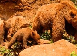 Cabrceno organiza los 'Viernes temticos' y rutas interpretativas sobre el oso pardo