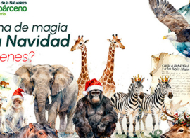 Cab�rceno programa teatro, talleres de cetrer�a, espect�culos, propuestas educativas y las visitas de Pap� Noel y el paje de los Reyes Magos para Navidad