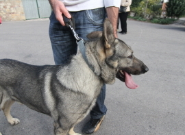 Campoo de Enmedio aprueba la ordenanza reguladora de tenencia de perros y otros animales
