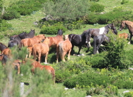  Campoo de Suso avanza en la campaa de desbroces 