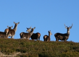 Campoo de Suso y la Mancomunidad Campoo-Cabu�rniga sacan a subasta permisos de caza de venado y rebeco para el mes de junio