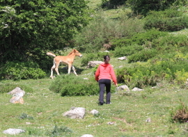 Campoo de Suso solicita ayudas para mejorar 57,59 hect�reas de pastizales comunales