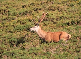 Campoo de Suso subastará ocho permisos de caza