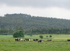 Cantabria inicia el pago de 1,8 millones en ayudas contra la EHE y la vacunacin preventiva a cerca de 900 ganaderos