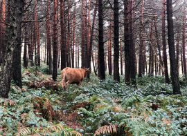 La Comisin Regional de Montes aprueba 25 proyectos para la mejora y conservacin de Montes de Utilidad Pblica con una inversin de 420.000 euros