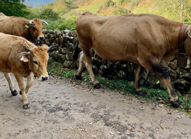 Desarrollo Rural confirma dos focos positivos del serotipo 8 de lengua azul bovina, uno de ellos en Campoo de Suso