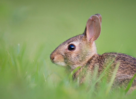 Desarrollo Rural convoca las ayudas para explotaciones cun�colas