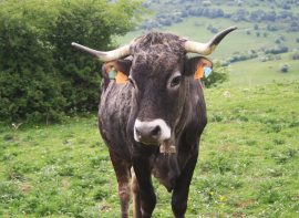 Desarrollo Rural inicia el pago de 1.022.132 euros del saldo final a ganaderos extensivos de vacuno de carne y para engorde de terneros