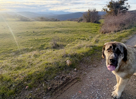 Desarrollo Rural reivindica el papel del mast�n como 