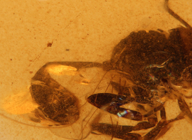 Descubierta una nueva especie de avispa fsil en el mbar de El Soplao de hace 105 millones de aos