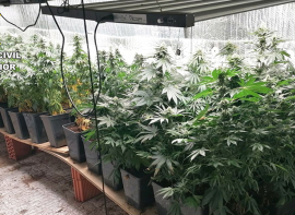 Desmantelada una plantaci�n �indoor' de marihuana con 88 plantas