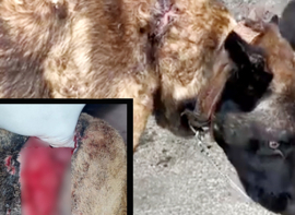Detenido el cuidador de un perro que presentaba lesiones en el cuello de un dedo de profundidad