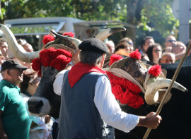 El D�a de Campoo se queda sin bovino para tirar de las carretas