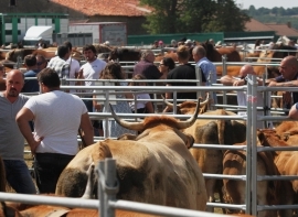 Da de feria en Campoo de Yuso