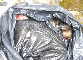 Dos detenidos por haber decapitado presuntamente a dos perros cuya desaparicin haba sido denunciada en redes sociales