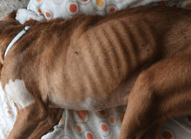Dos personas investigadas por presuntos delitos de maltrato animal