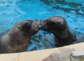 Fallece por causas naturales Pas, una de las hembras de le�n marino de Cab�rceno