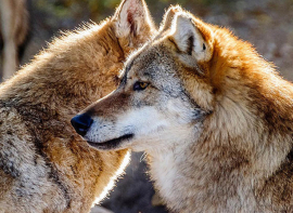 La Federacin DEAN presenta alegaciones al Plan de Gestin del Lobo en Cantabria